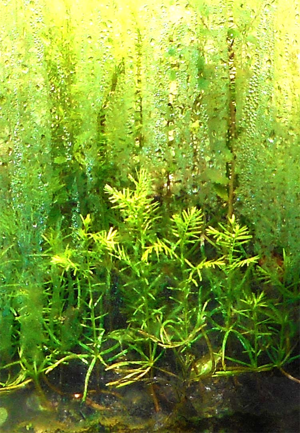 How To Reforest The World Super Fast?
Dapacu Explains How To Reforest Fast, Free & Fun!
